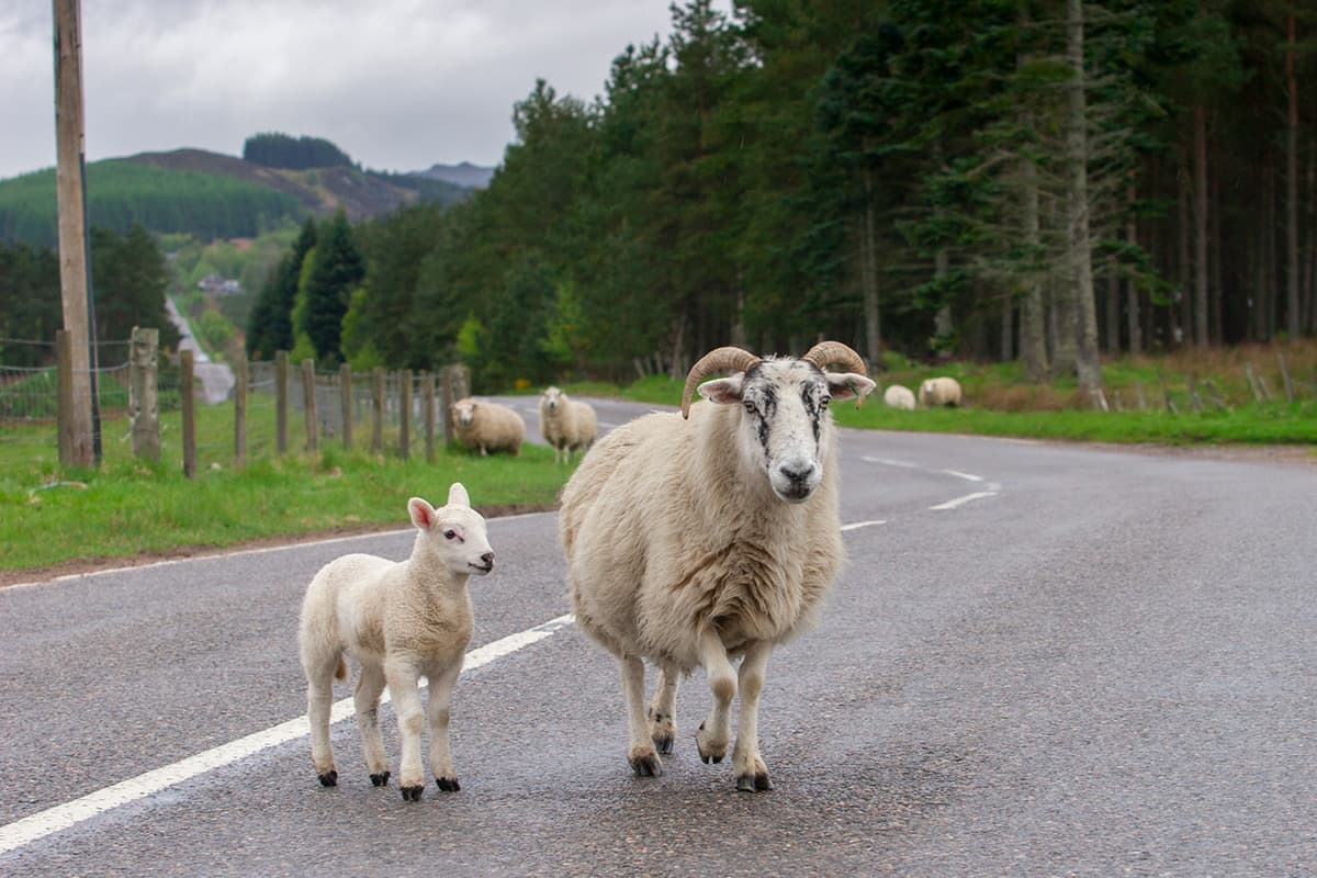 Linksverkehr - Schafe können Straßenseire wechseln