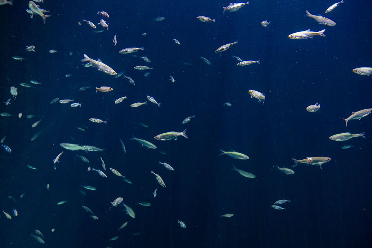Fische im Aquarium im Ozeaneum Stralsund