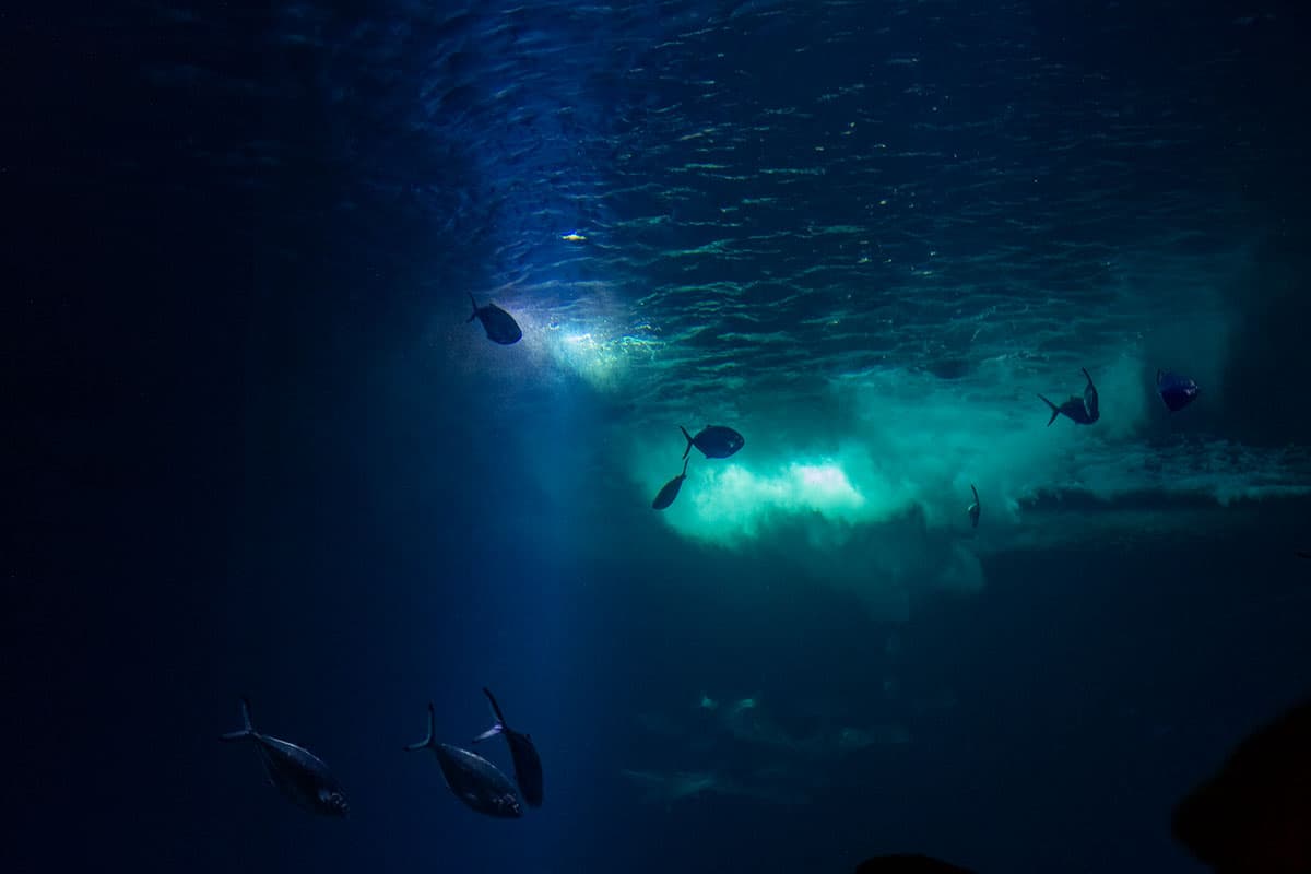Fischer knapp unter der Meeresoberfläche im Aquarium im Ozeaneum Stralsund