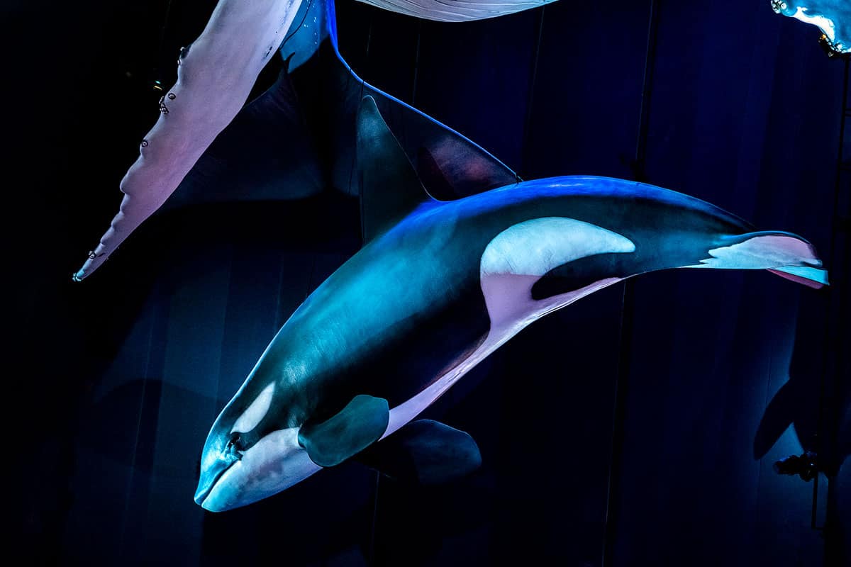 Ein Orka in der Ausstellung "1:1 Riesen der Meere" im Ozeaneum Stralsund