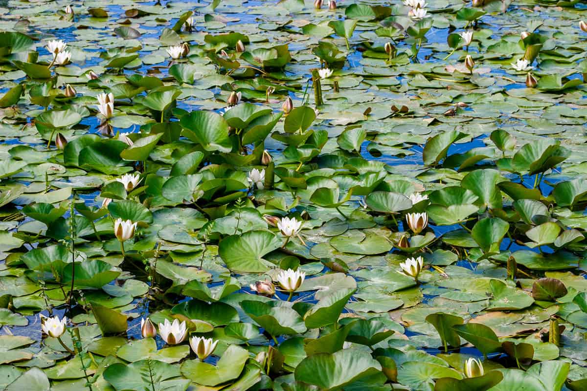 Lily Ponds an der Südküste von Pembrokeshire