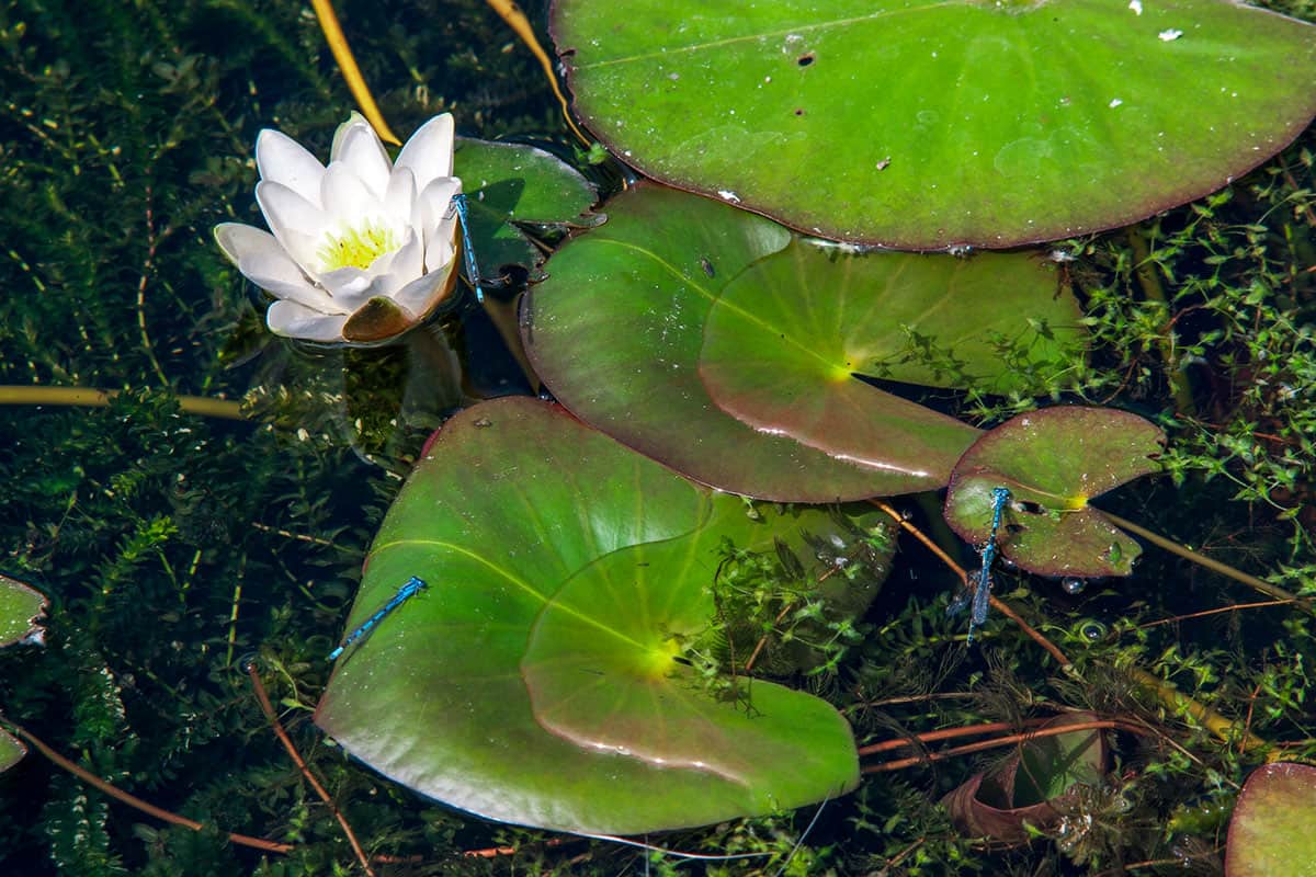 Lily Ponds an der Südküste von Pembrokeshire