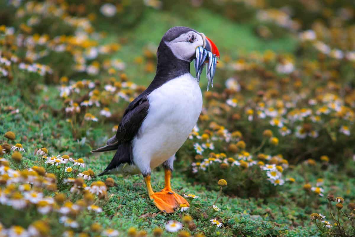 Papageientaucher auf Skomer